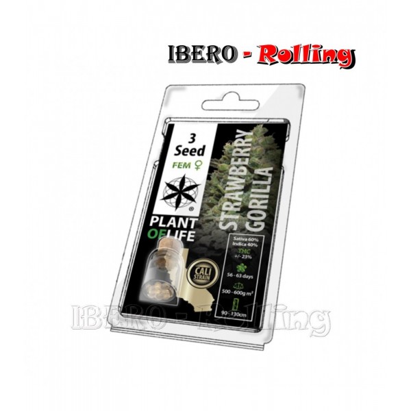 semillas plant of life strawberry gorilla 3