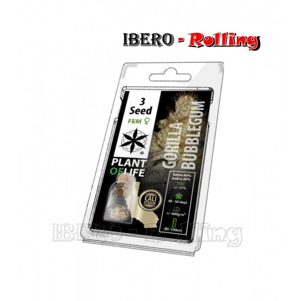 semillas plant of life gorilla bubblegum 3